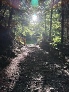 Waldweg mit Sonnenstrahlen