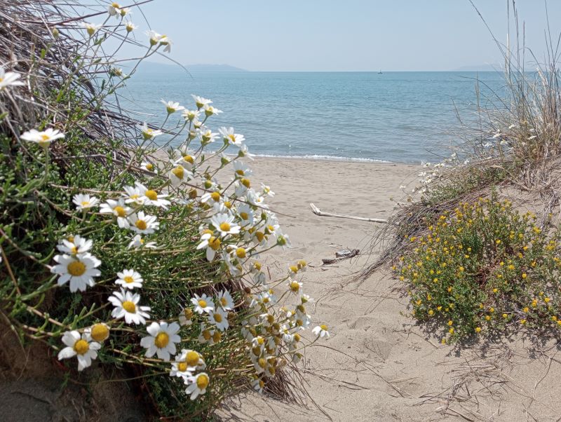 Strand mit Meerblick und Blumen