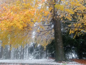Baum mit Blätter und Schnee