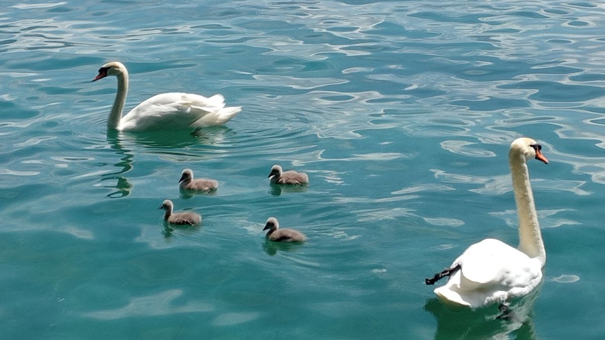 Schwan Familie - Geburtsprozess